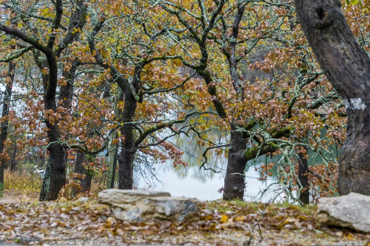 A serene lakeside view with mature trees, rocks, and tranquil water, creating a secluded, natural spot ideal for peaceful walks or quiet reflection. The soft lighting hints at the golden hour, enhancing the mood of intimacy and relaxation.